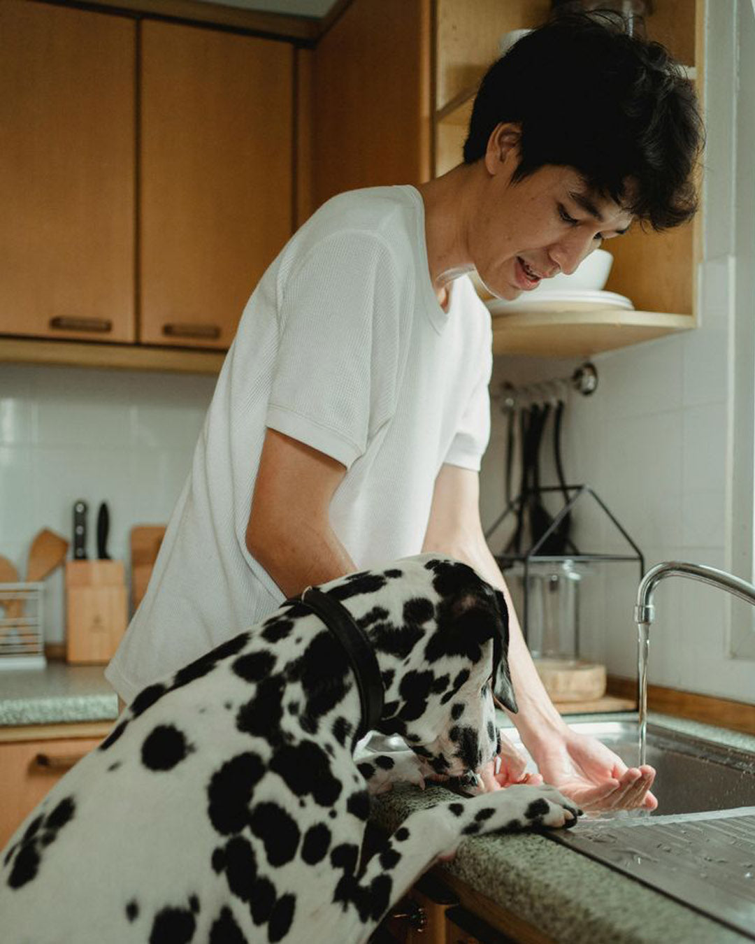 Joint Supplements Vs Treats: What’s better for Adult Dogs?&nbsp;