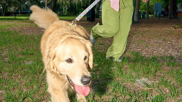 Max Strength Joint Support for Dogs: Complete Guide