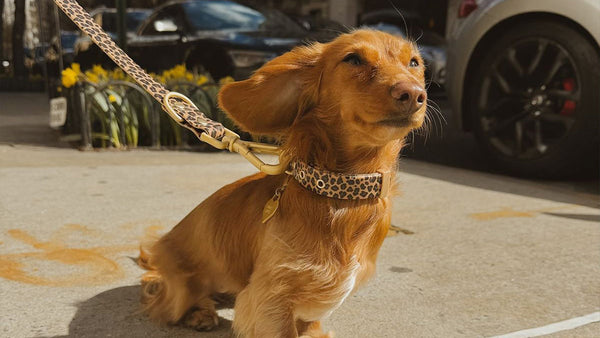 Senior Dog Arthritis: When to Upgrade to Max Strength