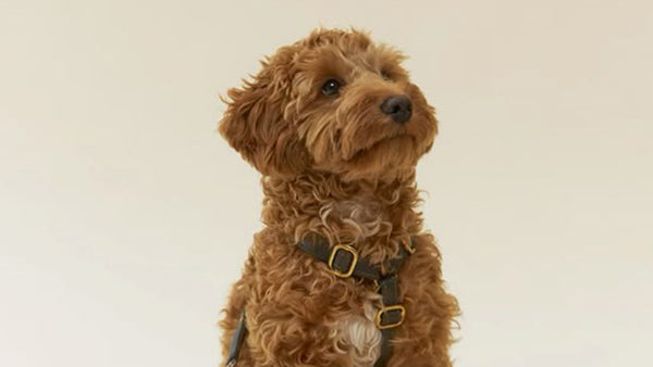 Max Strength Supplements for Aging Dogs: Dosage & Safety Guide