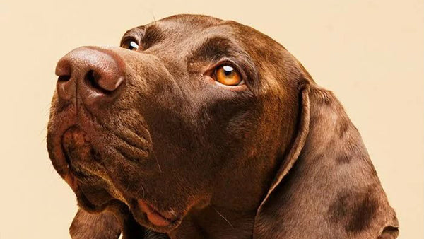 Max Strength Dog Supplement Reviews: What Pet Owners Say