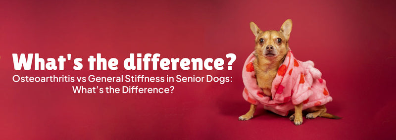 Osteoarthritis vs General Stiffness in Senior Dogs: What’s the Difference?