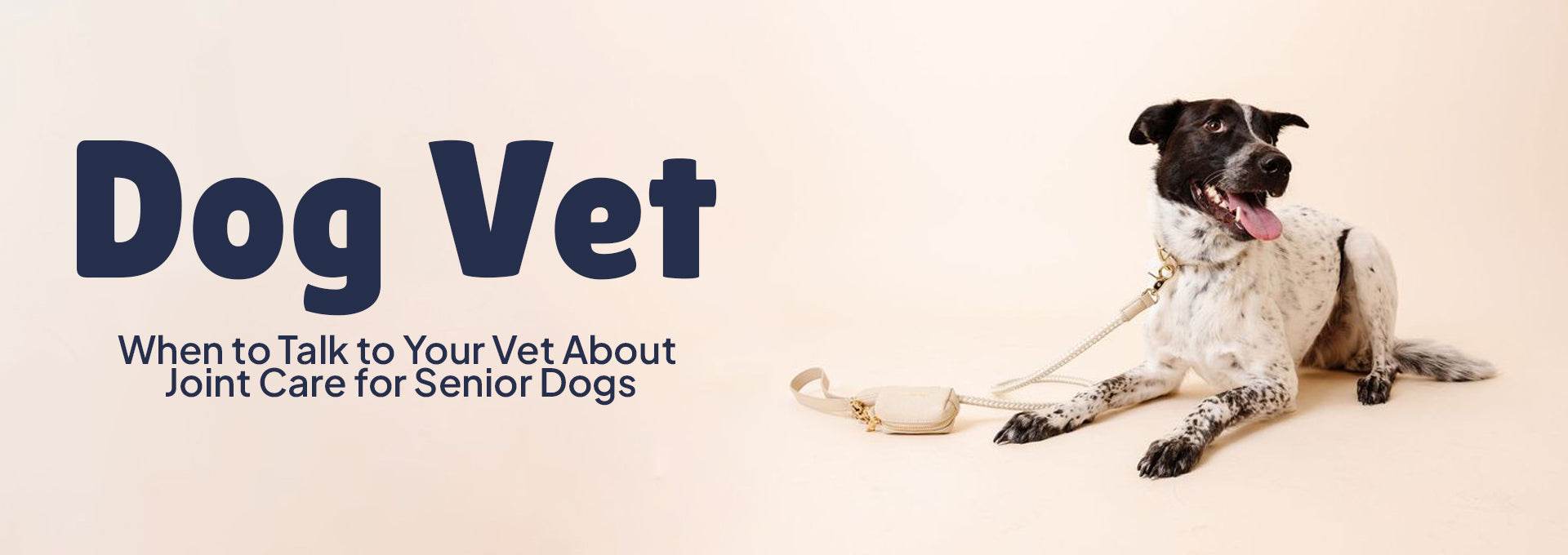 When to Talk to Your Vet About Joint Care for Senior Dogs