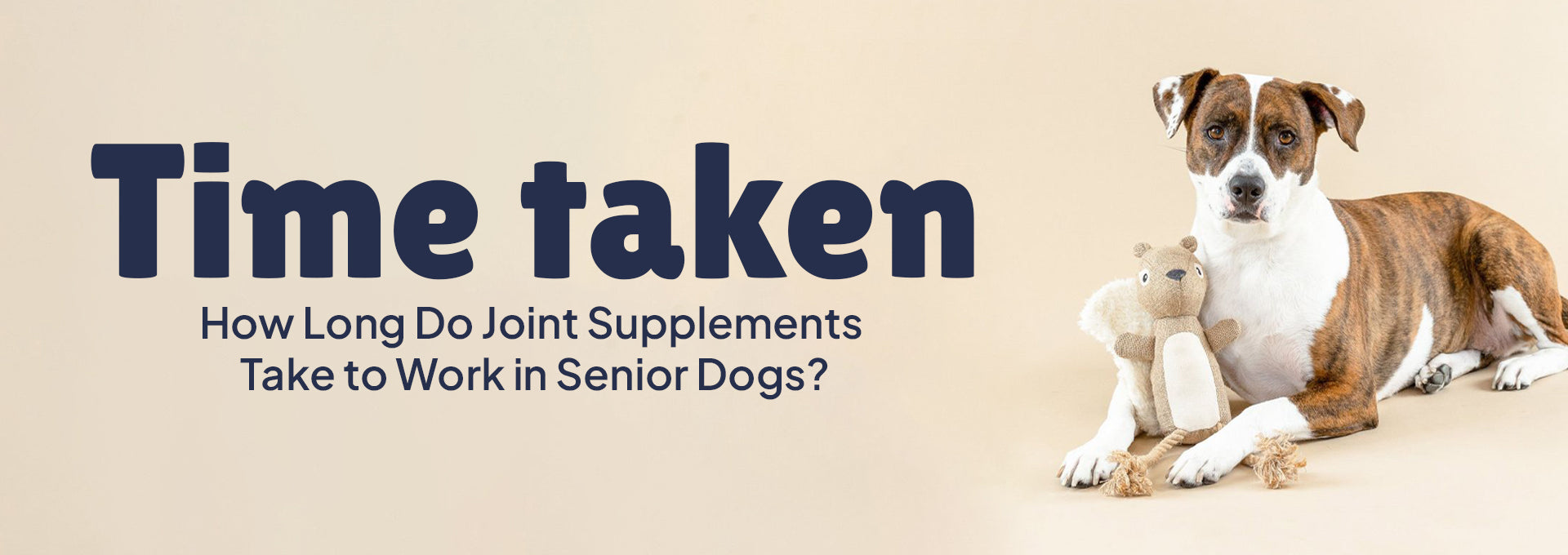 How long do Joint Supplements take to work in Senior Dogs?