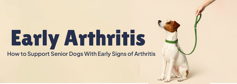 How to Support Senior Dogs with Early Signs of Arthritis