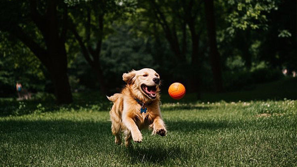 Hemp vs Pharmaceutical Calming Supplements for Dogs: Which Is Right for Your Dog?