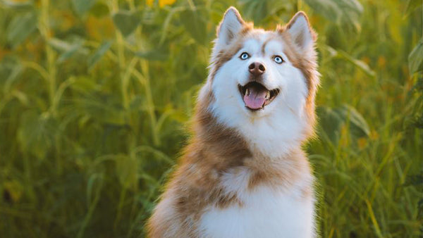 Best Calming Chews for Anxious Dogs: Max Strength Options Reviewed
