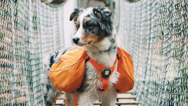 Most Effective Joint Supplements for Dogs with Arthritis (Vet-Backed Guide)