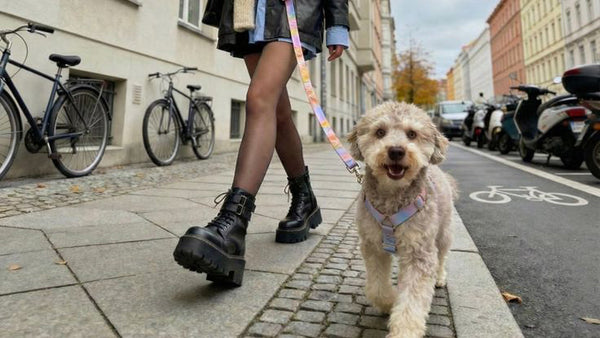 How Long Does Glucosamine Take to Work in Dogs?