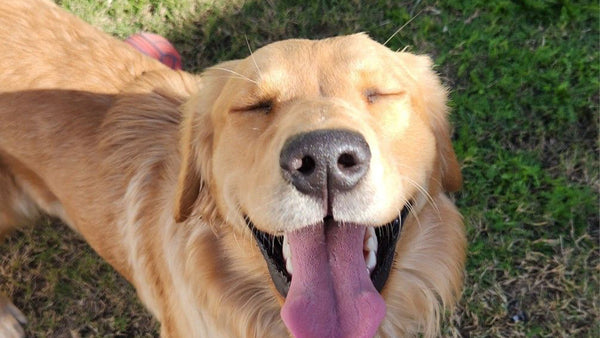 Joint Max Triple Strength Review: Is It Worth It for Your Dog?