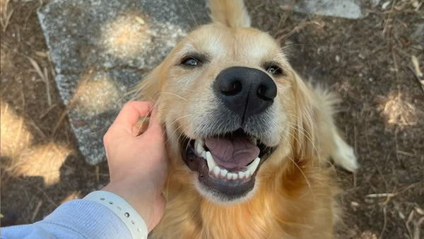 Max Strength Supplements for Senior Dogs: Everything You Need to Know