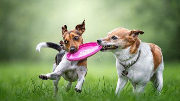 Calming & Multi-Benefit Max Strength Products for Dogs: What You Need to Know