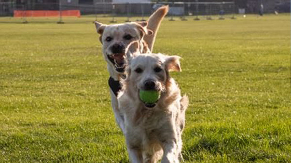 Extend Joint Care Review: Is It Worth It for Your Dog?