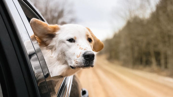 Online Dog Store with Free Delivery UK: Best Options in 2026