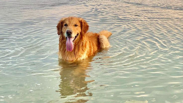Royal Canin Joint Care vs Daddy Paw: Which Is Better for Your Dog?