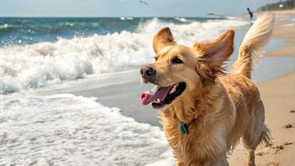 Best Dog Joint Care Tablets: What You Can Do at Home Right Now
