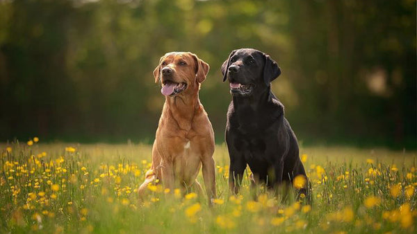 How Much Joint Supplement Is Too Much for Your Dog?