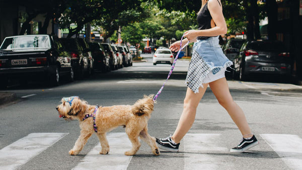 Shop Online: The Best UK Dog Stores to Know in 2026