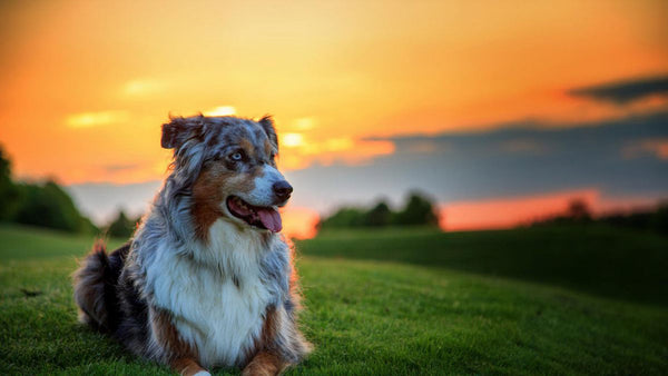 How to Support Your Dog's Joints Naturally
