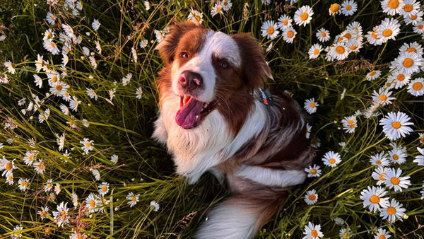Best Joint Supplements for Senior Dogs UK: Ranked & Reviewed (2026)