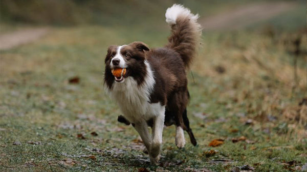 Should Puppies Take Joint Supplements? Expert Advice