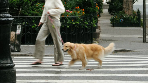 Dog Stores Near Me: UK Local Shop Finder & Online Guide