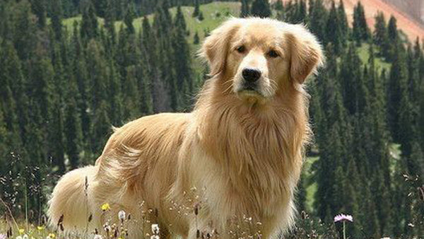 Is Glucosamine Safe for Dogs with Kidney Issues? What Vets Say