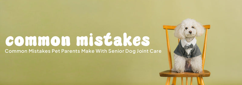 Common Mistakes Pet Parents Make with Senior Dog joint care