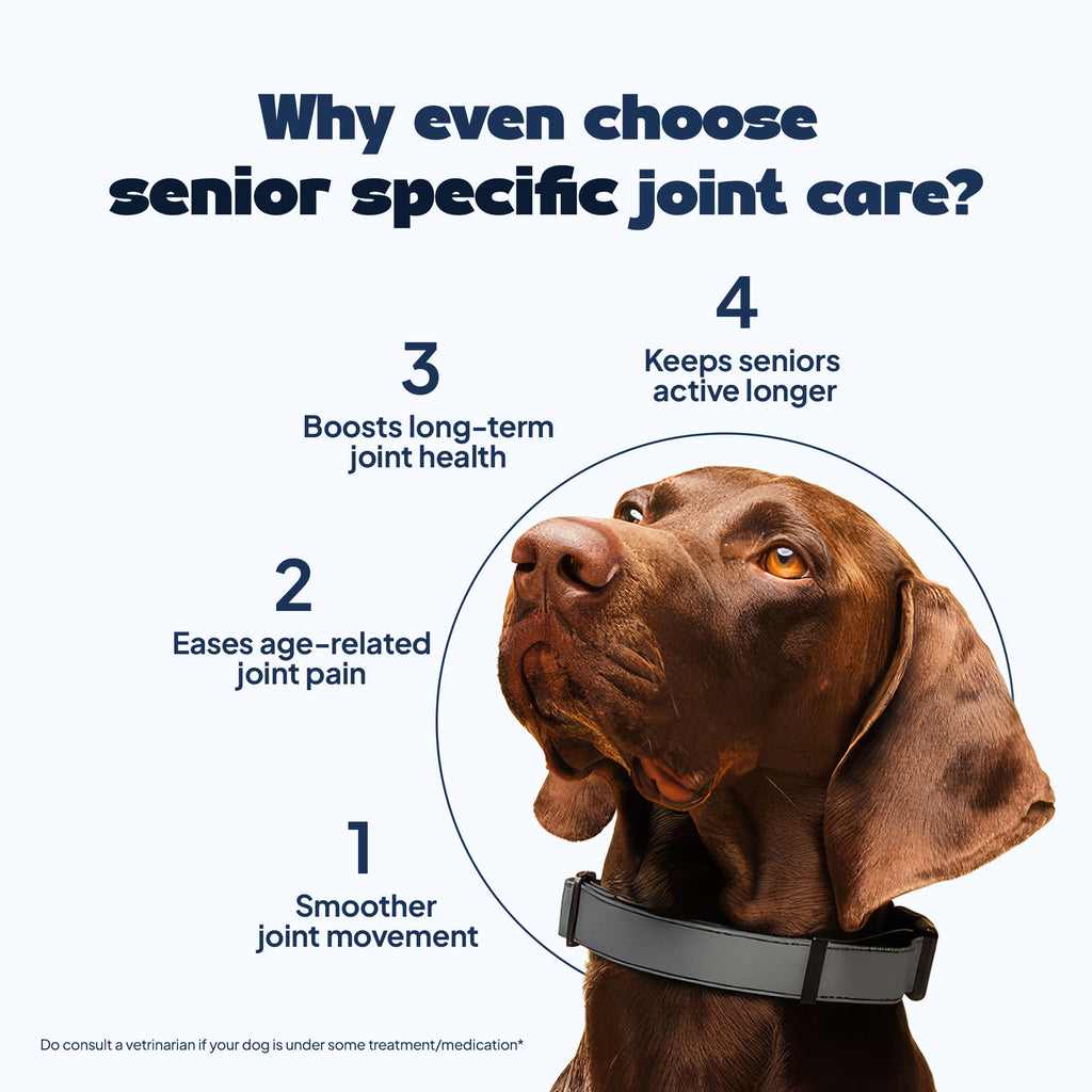 Daddy paw educational slide