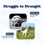 daddy paw dog energy level comparisons 