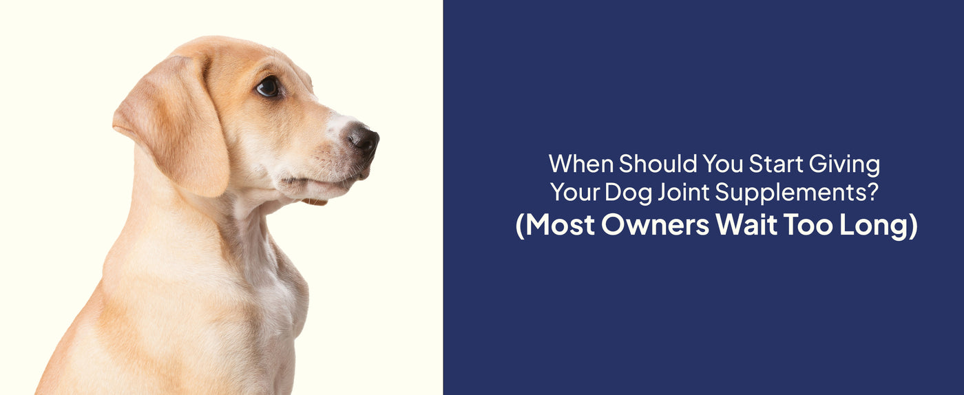 Max Strength Supplements for Aging Dogs: Dosage & Safety Guide