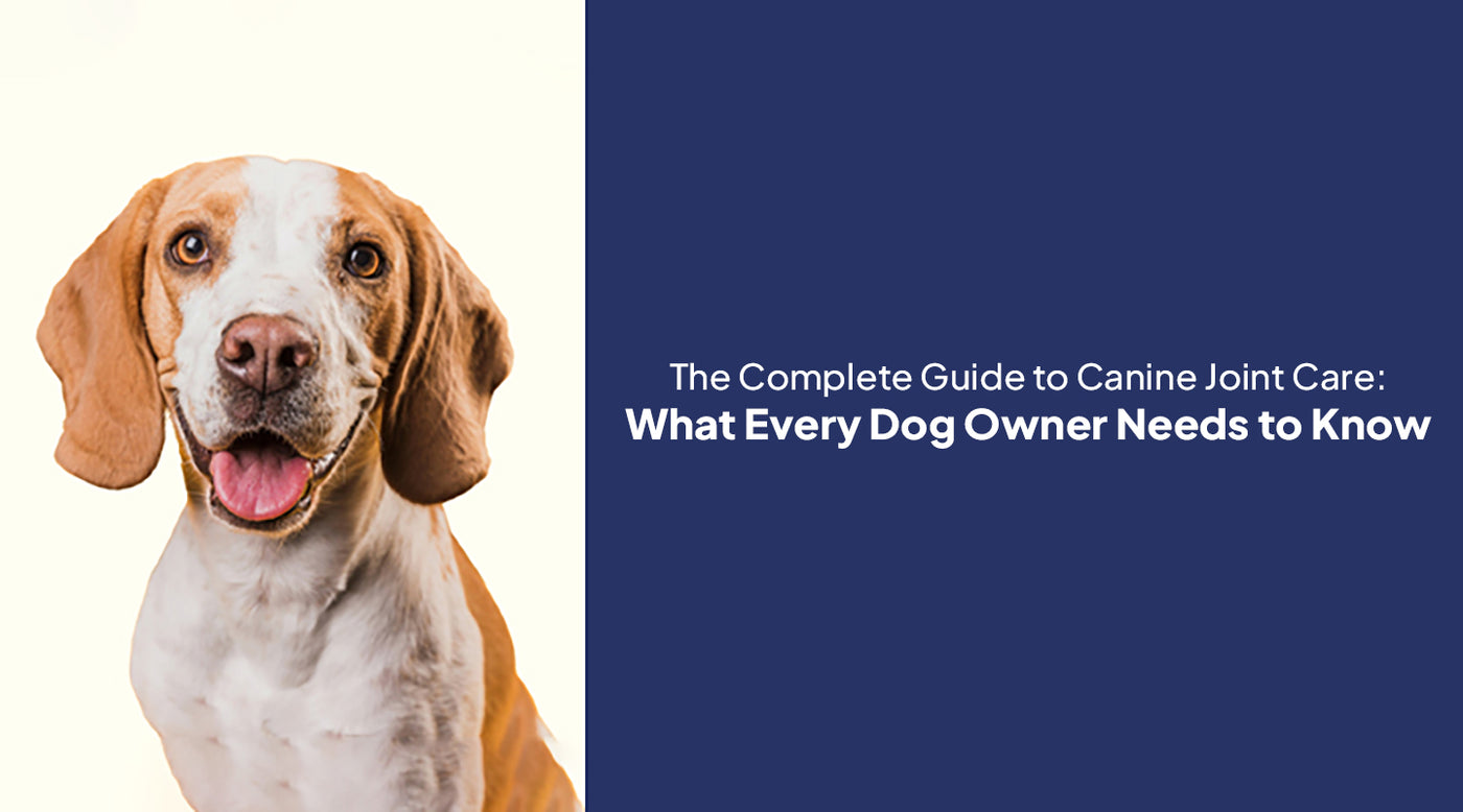 The Complete Guide to Canine Joint Care: What Every Dog Owner Needs to Know