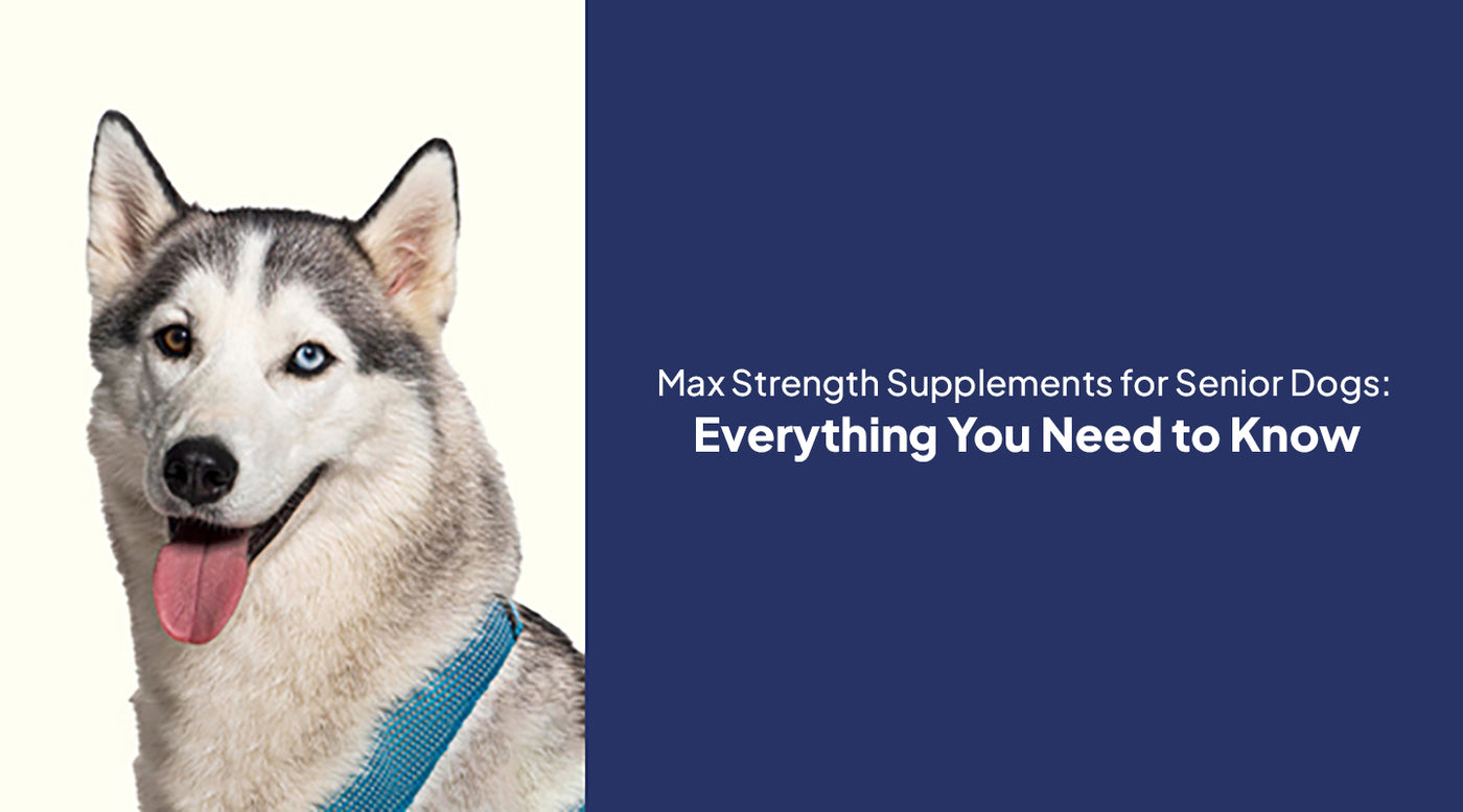 Max Strength Supplements for Senior Dogs: Everything You Need to Know