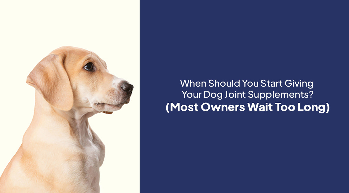 When Should You Start Giving Your Dog Joint Supplements? (Most Owners Wait Too Long)