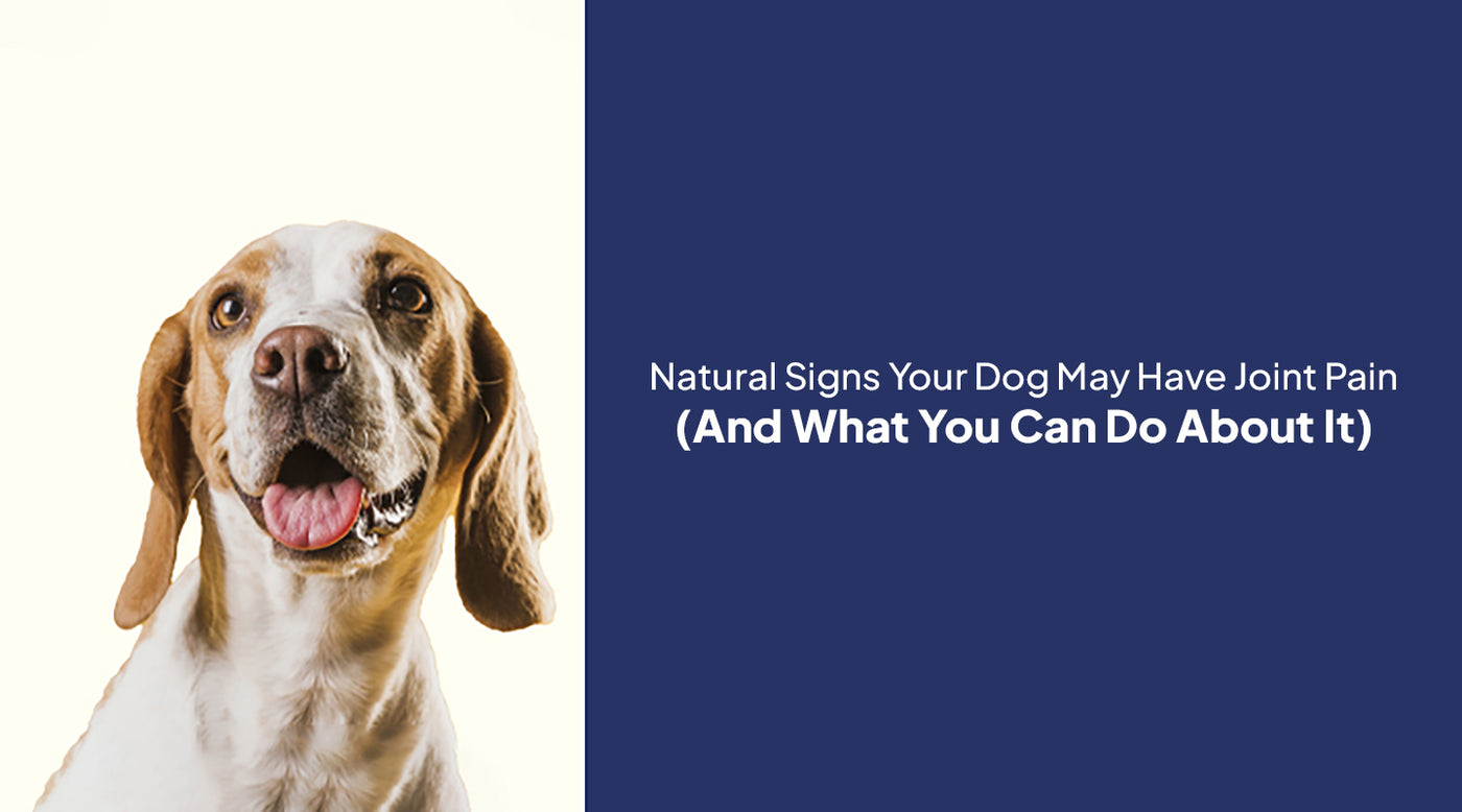 Natural Signs Your Dog May Have Joint Pain (And What You Can Do About It)