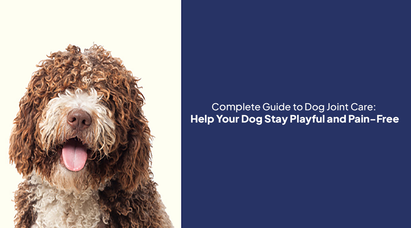 Complete Guide to Dog Joint Care: Help Your Dog Stay Playful and Pain-Free