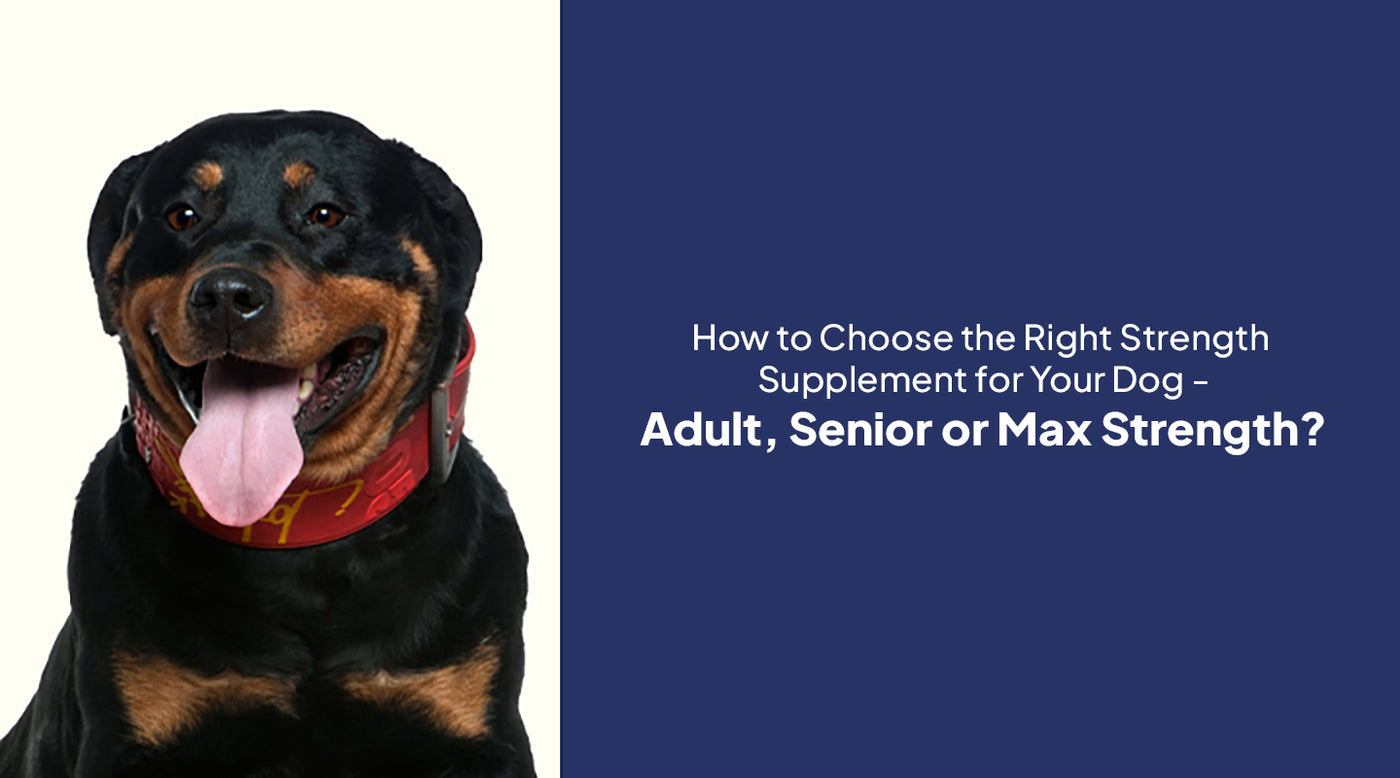 How to Choose the Right Strength Supplement for Your Dog – Adult, Senior or Max Strength?