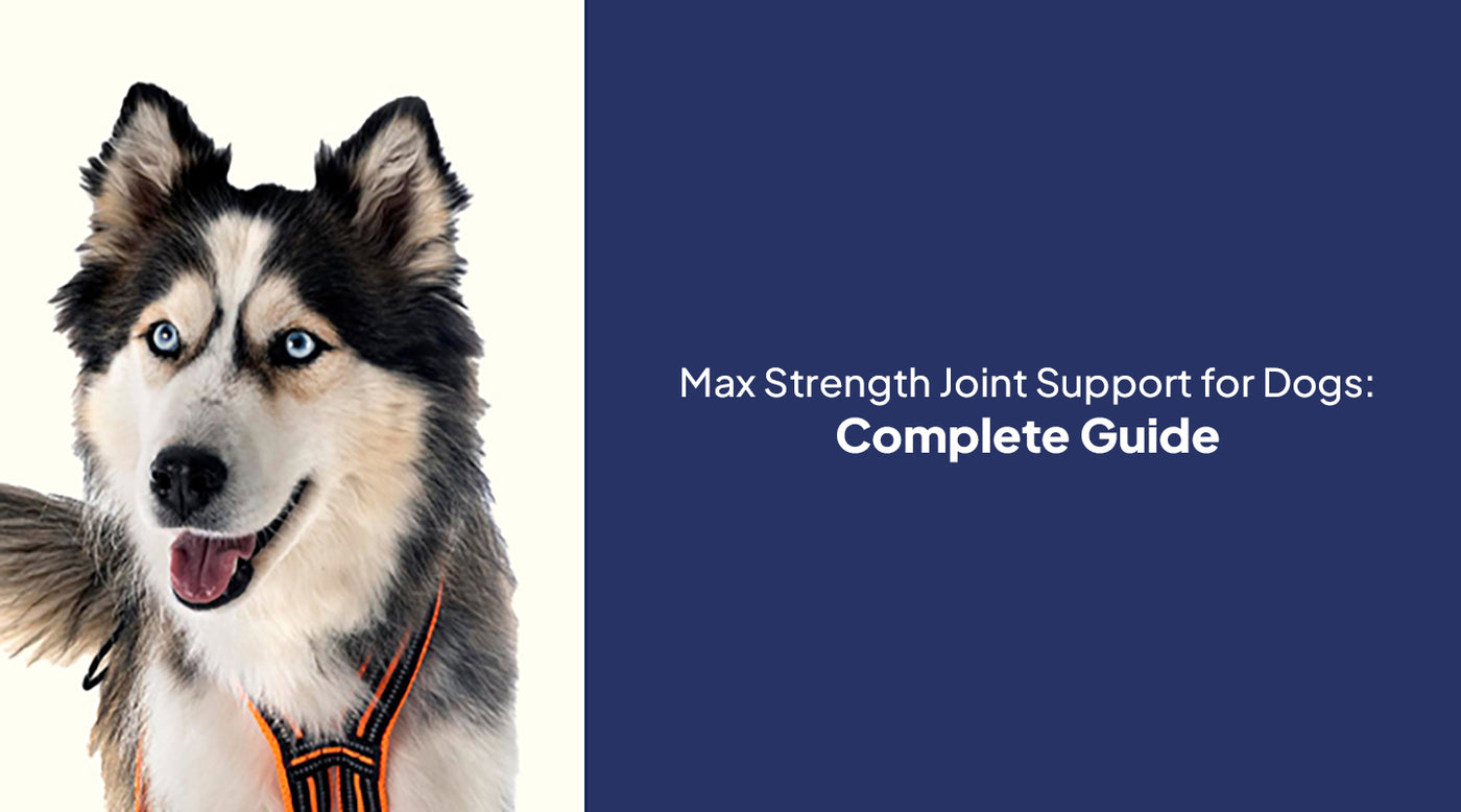 Max Strength Joint Support for Dogs: Complete Guide