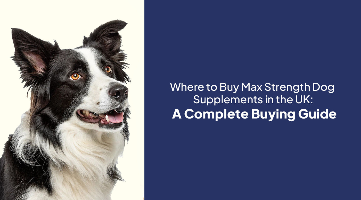 Where to Buy Max Strength Dog Supplements in the UK: A Complete Buying Guide