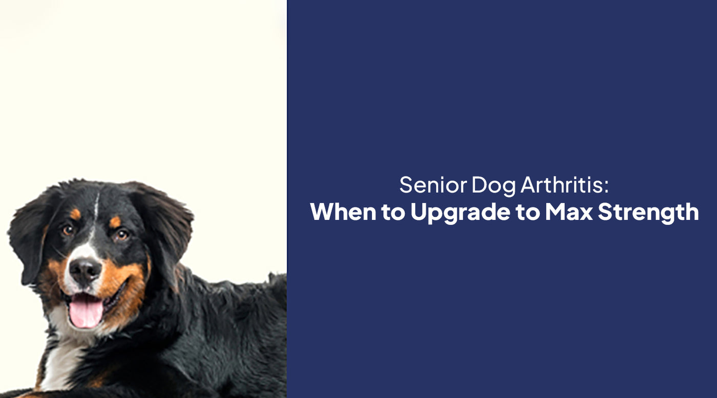 Senior Dog Arthritis: When to Upgrade to Max Strength