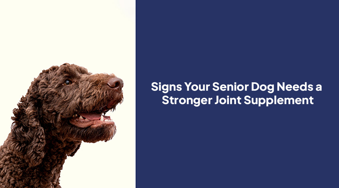 Signs Your Senior Dog Needs a Stronger Joint Supplement