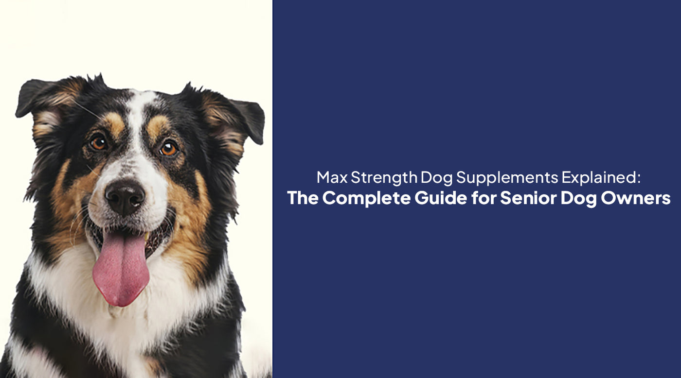 Max Strength Dog Supplements Explained: The Complete Guide for Senior Dog Owners