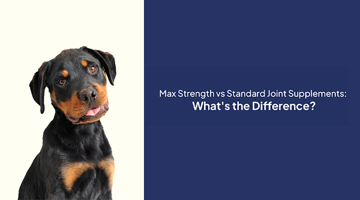 Max Strength vs Standard Joint Supplements: What's the Difference?